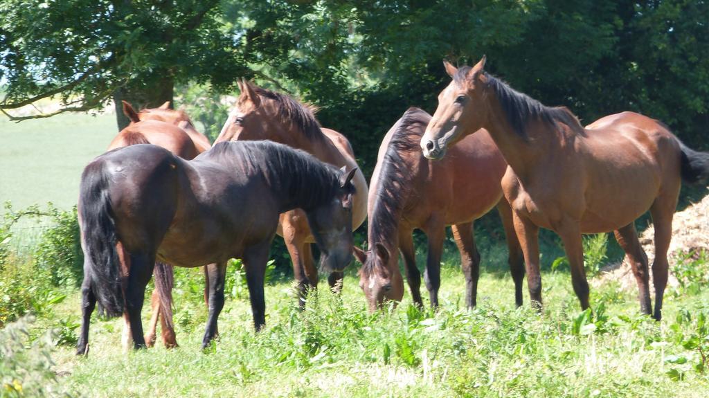 Gite Et Relais Equestre De Marie Tours-en-Vimeu Room photo