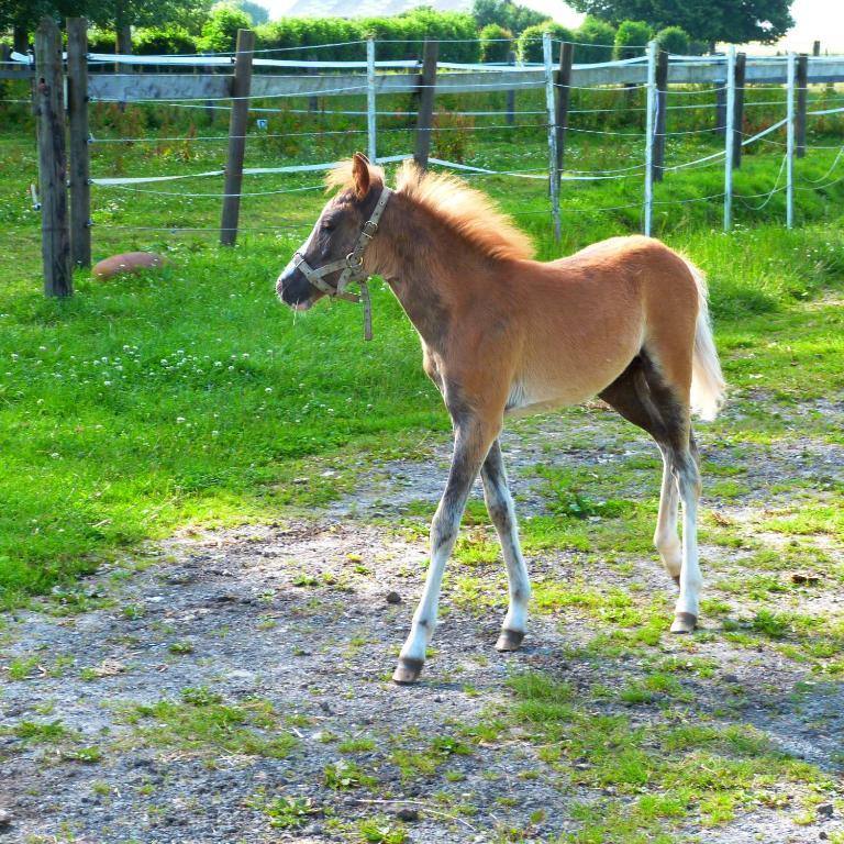 Gite Et Relais Equestre De Marie Tours-en-Vimeu Exterior photo